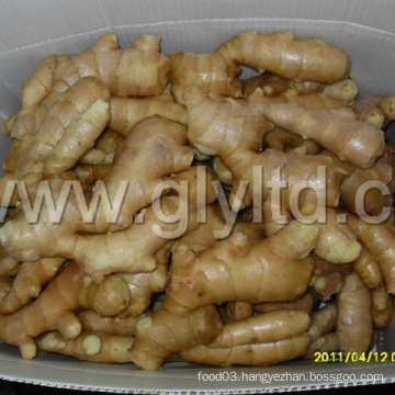 New Crop/Fat Root/for Global Market/Top Quality/Fresh Ginger